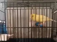 İstanbul'da Üreticiden Sağlıklı Kanaryalar