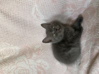 British Shorthair Erkek Bebek 2 Aylık
