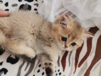 Teslime hazır british shorthair kedimiz