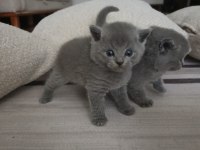 Gümüş Kardeş Kediler