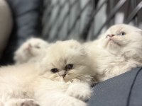 A kalite british bebekler