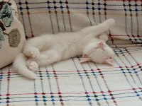 2 Aylık Erkek British Shorthair