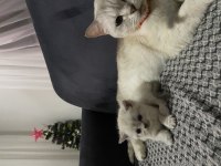 Güzel British Shorthair Bebeklerim Teslime Hazır