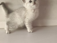 Scottish Lynx Point Dişi Kedimiz