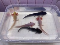 Sevimli axolotlarımız