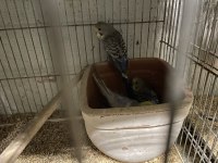 Yavru Muhabbet Kuşu