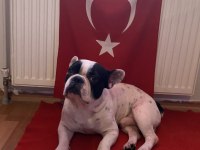 Köpeğimi Ücretsiz Sahiplendireceğim