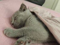 Scottish Fold 4 Aylık Dişi Yavrumuz