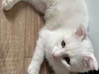 Scottish Fold Kedimize Ömürlük Yuva