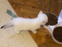 Bembeyaz Mavi Gözlü British Shorthair Kız