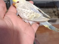 Yavru muhabbet kuşlarımız