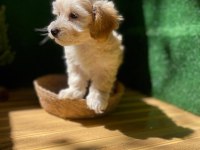 Maltipoo Bebek Köpekler