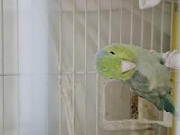 Tek erkek forpus papağanı