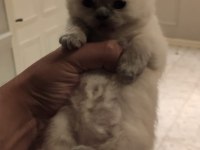 Blue Point British Shorthair