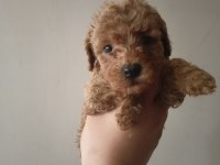 Toy poodle cinsi yavru köpekler