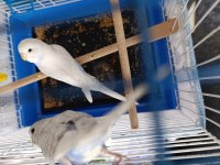 Çok Fazla Kuş Olduğundan Dolayı Sahiplendirilecek