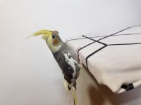 Sultan Papağanı Sahiplendirilecektir