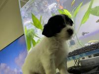 Maltipoo Ve Dachshund Melezi Yavru Bebekler