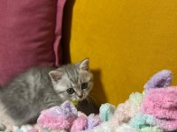 2 aylık sütten kesilmiş yavru kedimiz