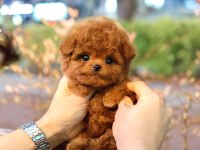 Toy poodle iki aylık yavrularım