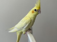 Sultan Papağanı Sahiplendirilecektir