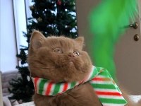 Pop Star Chocolate British Shorthair Yavrumuz