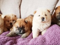 Çin aslanı yavrularımız