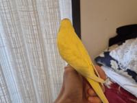 Full evcil mükemmel muhabbet kuşu