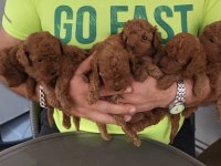 Korekan toy poodle bebekleri