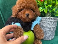 Özel Üretim Toy Poodle Yavrular