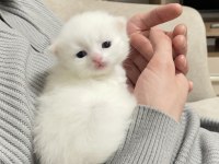 Beyaz Safkan Chinchilla Cinsi Yavru Kediler Ücretli