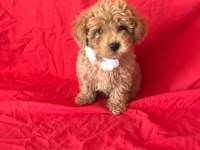 Mini Poodle Yavrular
