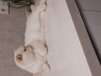 Yurt Dışından Şampiyon Ailenin Show Kalite British Shorthair Yavruları