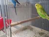 50 Takım Muhabbet Kafesler Ve Malzmeleri Dahil 30 Bin Tl Acil Verilecektir