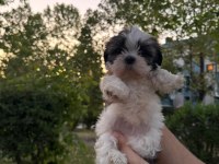 Güzeller Güzeli Dişi Shih Tzu