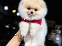 Irk Ve Sağlık Garantili Teddy Pomeranian Boo