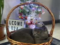 Acil Sahiplendirme British Kedimiz 4 Yaşında