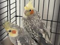 Yeni yeme düşecek sultan papağanı