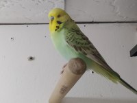 Yerli Muhabbet Kuşlarım