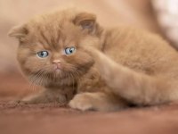 Kakao Tüy Mucizesi Chocolate British Shorthair Yavrumuz