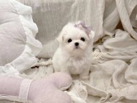 Maltese Terrier Kore Kan Mini Yavrularımız