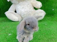Hollanda Teddy Lop Tavşanlar Gönderim Var