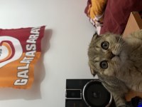 Yavru Scottish Fold Uysal