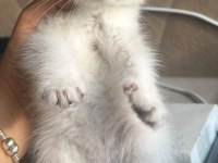 British Blue Point Erkek 1.5 Aylık Kedimiz