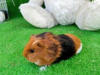 Rengarenk guinea pig