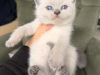 Point british shorthair yavrular