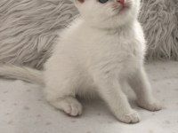 Kar Beyaz Mavi Gözlü British Shorthair Prens