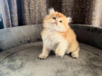 Show Kalite Ny11 Yavru Kediler