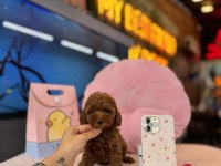 Irk Ve Sağlık Garantili Yavru Köpeklerimiz