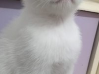 Sevimli Ve Oyuncu Kediler